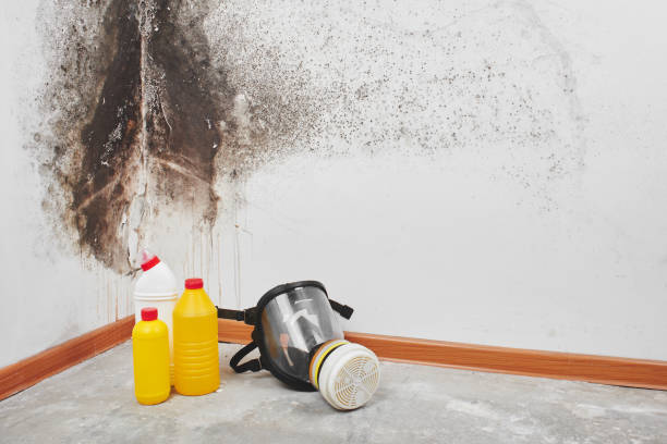 Mold Testing and Removal in South Bay, FL