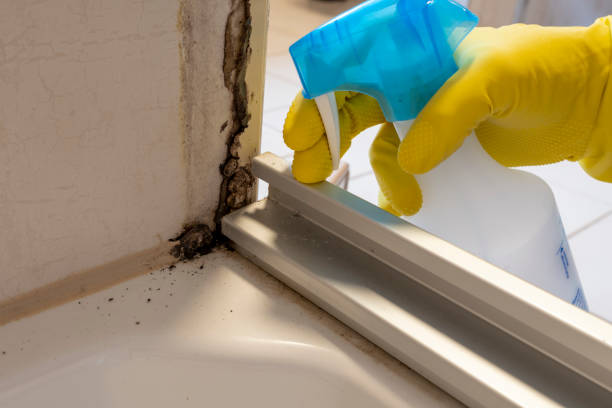 Best Commercial Mold Removal  in South Bay, FL