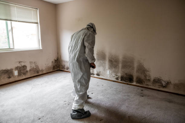 Best Black Mold Removal  in South Bay, FL