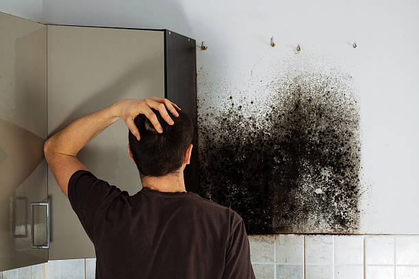 Best Mold Damage Repair  in South Bay, FL